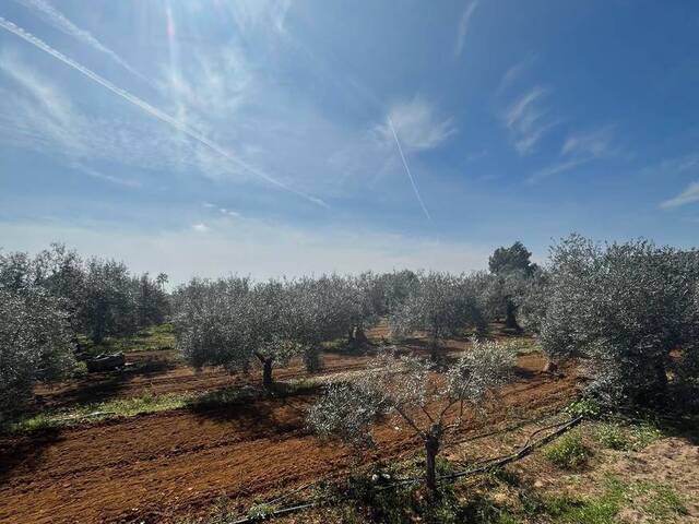 #1041 - Terreno para Venta en Utrera - Andalucía - 3