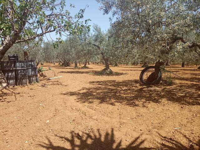 #1042 - Campos para Venta en Utrera - Andalucía - 2