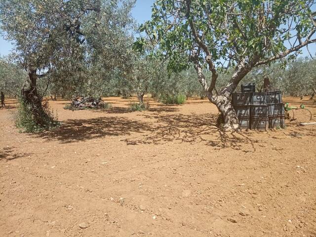 #1042 - Campos para Venta en Utrera - Andalucía - 3