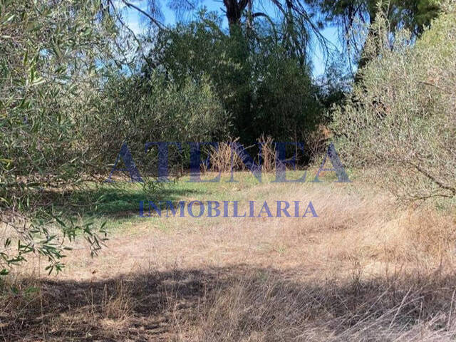 #1072 - Terreno para Venta en Utrera - Andalucía - 3